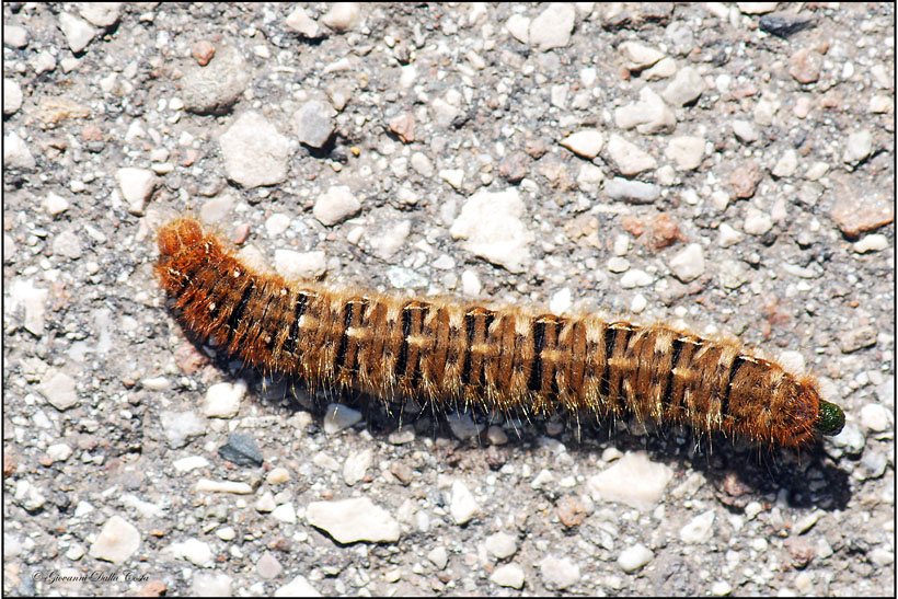 Lasiocampa quercus